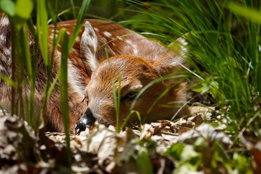 A curled up baby deer, nestled amongst the leaves and tall grass of the forest floor