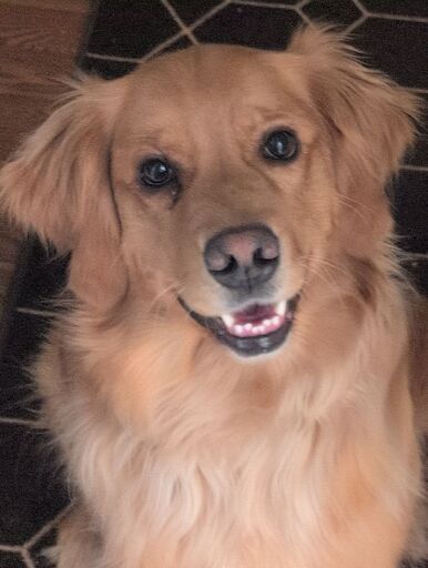 A headshot of a golden retriever staring into the camera with a crazed smile on her face